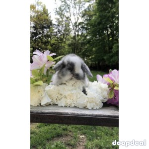 holland lop bunnies